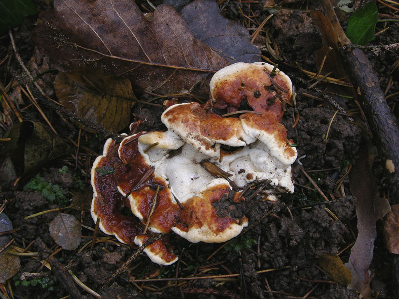 5 giorni d''acqua...poi i funghi (25 novembre)